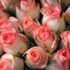 Jumilia - 2 tone pink roses