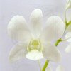 Dendrobium White