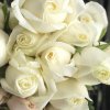 White Avalanche - White roses