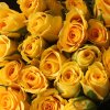 Gold Strike - Yellow roses