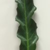 Anthurium Renaissance Leaf