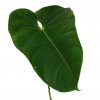 Anthurium.Leaf