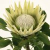 Protea (White King Large)