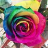 Tinted Rainbow roses