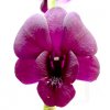 Dendrobium Nick Purple (DNP)