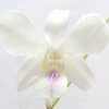Dendrobium Fairy White  ( dwf )