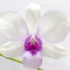 Dendrobium Hiang Beauty (HB)