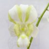 Dendrobium Obagi (OBK)