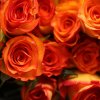 Royal Circus - 2 tone orange roses