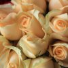 Peach Avalanch - Peach Roses