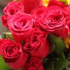 Rhodes - Red Rose