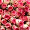 Soverign - 2 tone pink roses